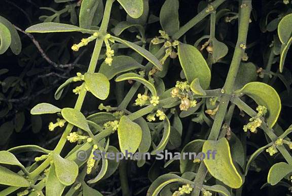  phoradendron leucarpum ssp. tomentosum 1 graphic